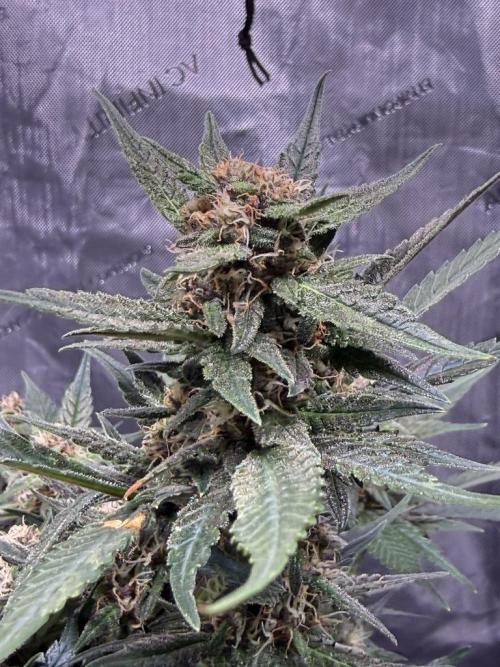 Lemon Cherry Cookies (Encore). Week 9 - Day 60