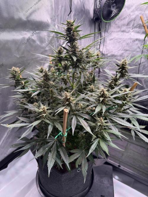 Lemon Cherry Cookies (Encore). Week 9 - Day 61