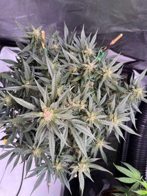 Lemon Cherry Cookies (Encore). Week 9 - Day 61