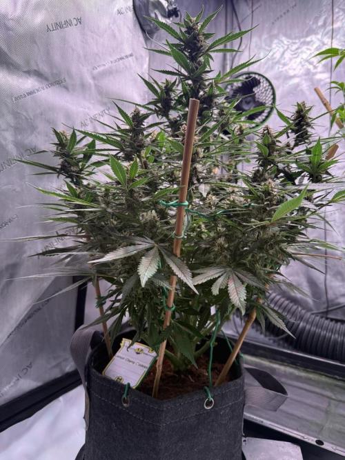 Lemon Cherry Cookies (Encore). Week 9 - Day 61