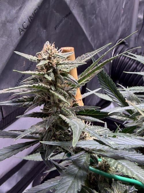 Lemon Cherry Cookies (Encore). Week 9 - Day 61