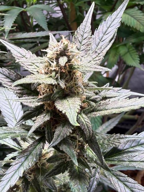 Lemon Cherry Cookies (Encore). Week 9 - Day 61