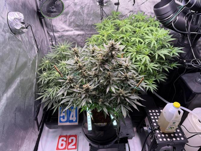 Lemon Cherry Cookies (Encore). Week 9 - Day 62-Raised autopot up on a stool for more light