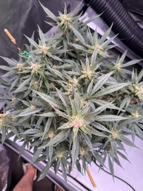 Lemon Cherry Cookies (Encore). Week 9 - Day 62