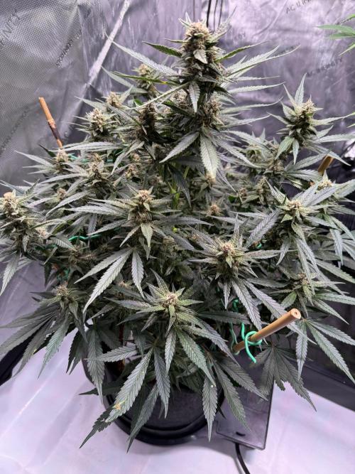 Lemon Cherry Cookies (Encore). Week 9 - Day 62