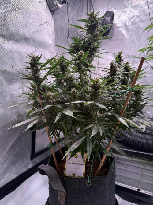 Lemon Cherry Cookies (Encore). Week 9 - Day 62