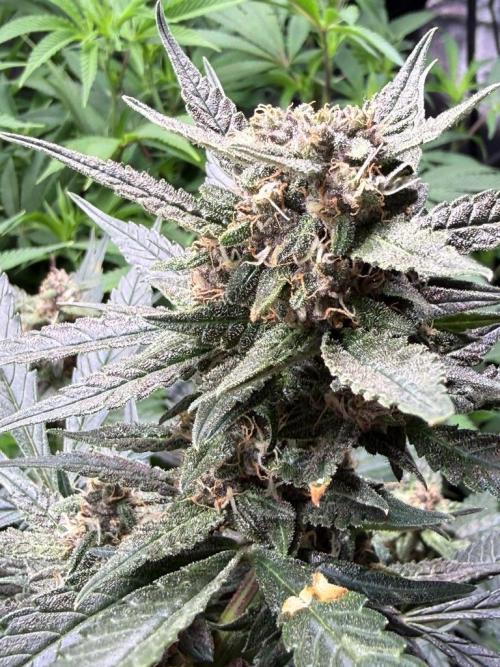 Lemon Cherry Cookies (Encore). Week 9 - Day 63