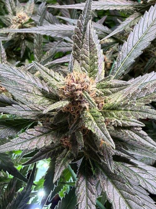 Lemon Cherry Cookies (Encore). Week 9 - Day 63