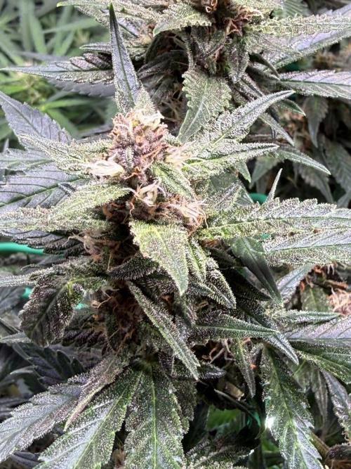 Lemon Cherry Cookies (Encore). Week 9 - Day 63