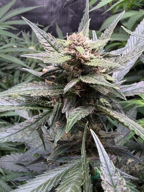 Lemon Cherry Cookies (Encore). Week 9 - Day 63