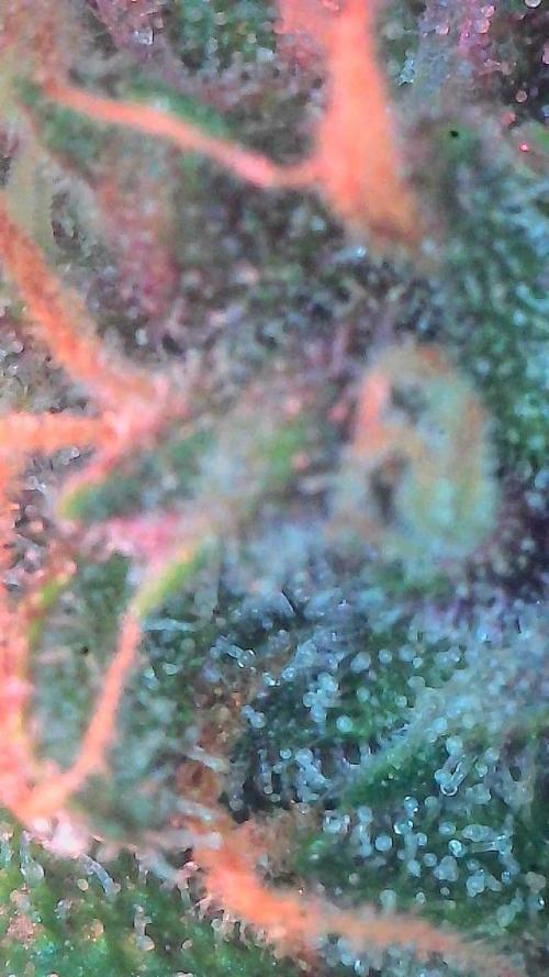 Lemon Cherry Cookies (Encore). Week 9 - Day 63