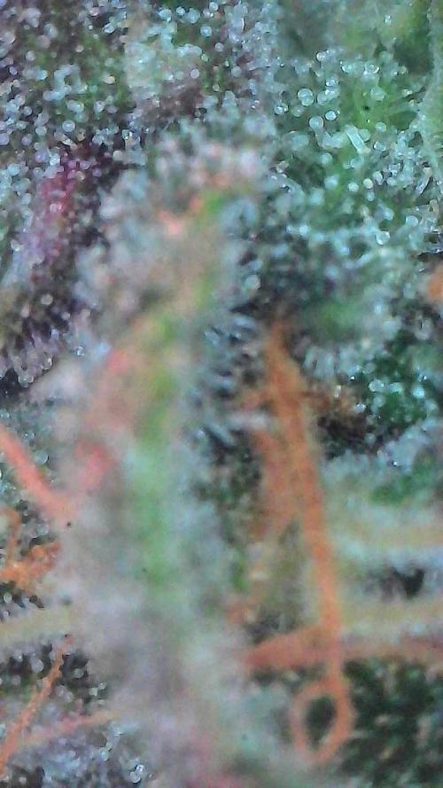 Lemon Cherry Cookies (Encore). Week 9 - Day 63