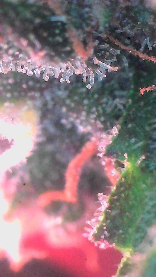 Lemon Cherry Cookies (Encore). Week 9 - Day 63