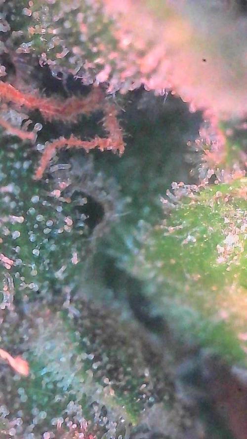 Lemon Cherry Cookies (Encore). Week 9 - Day 63