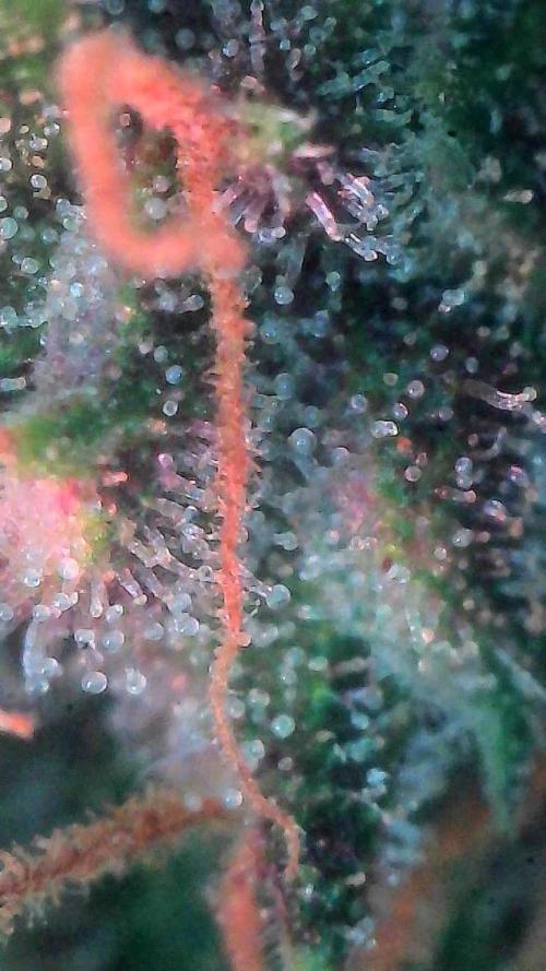 Lemon Cherry Cookies (Encore). Week 9 - Day 63