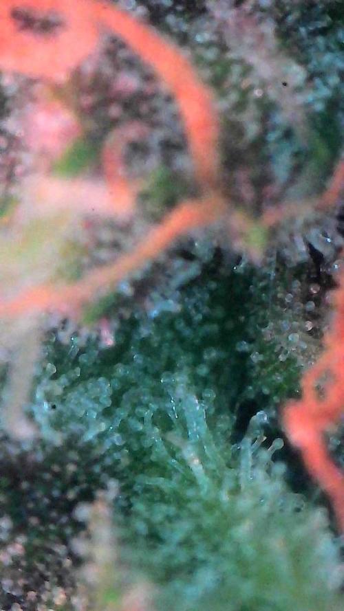 Lemon Cherry Cookies (Encore). Week 9 - Day 63