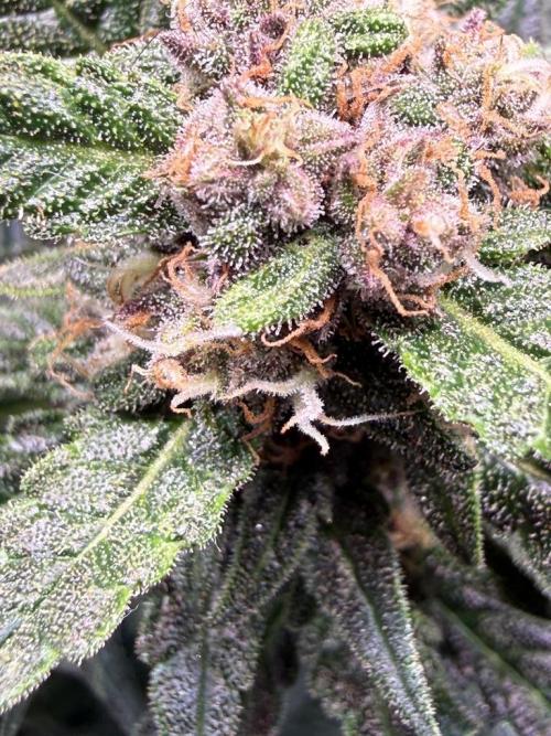 Lemon Cherry Cookies (Encore). Week 9 - Day 63-Seeing purple