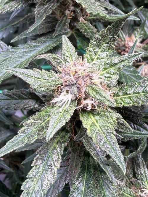 Lemon Cherry Cookies (Encore). Week 9 - Day 63-Seeing purple