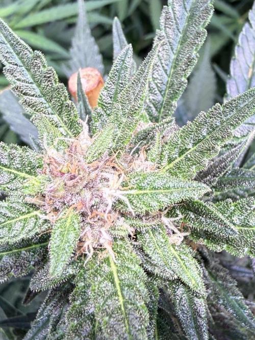 Lemon Cherry Cookies (Encore). Week 9 - Day 63-Seeing purple