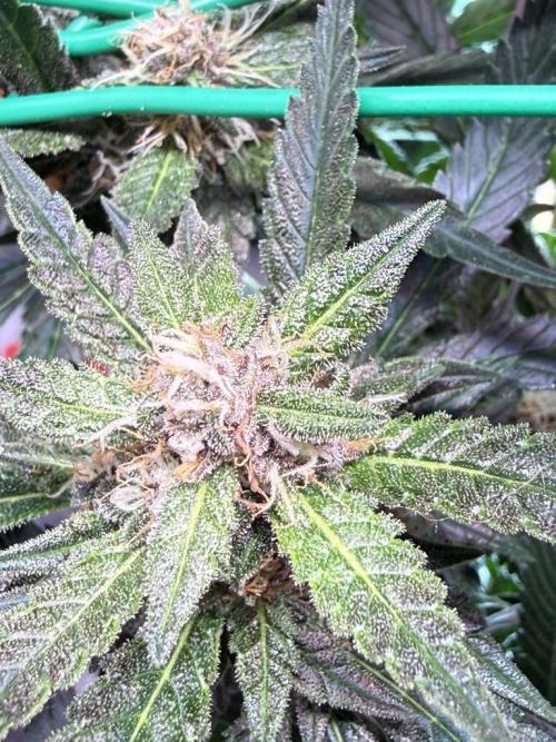 Lemon Cherry Cookies (Encore). Week 9 - Day 63-Seeing purple