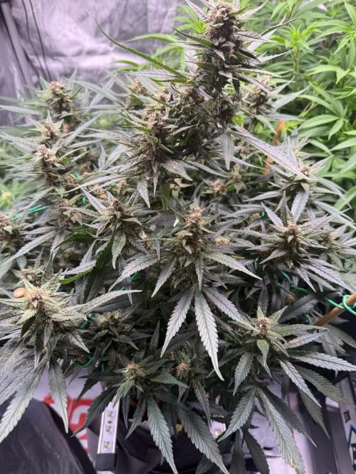 Lemon Cherry Cookies (Encore). Week 10 - Day 66