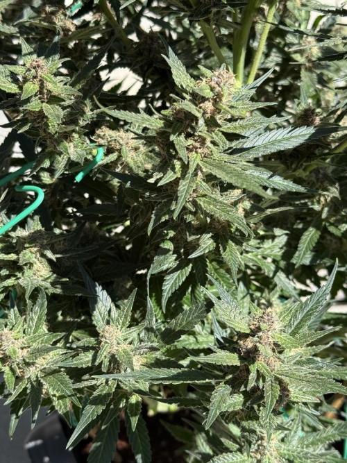 Lemon Cherry Cookies (Encore). Week 10 - Day 66