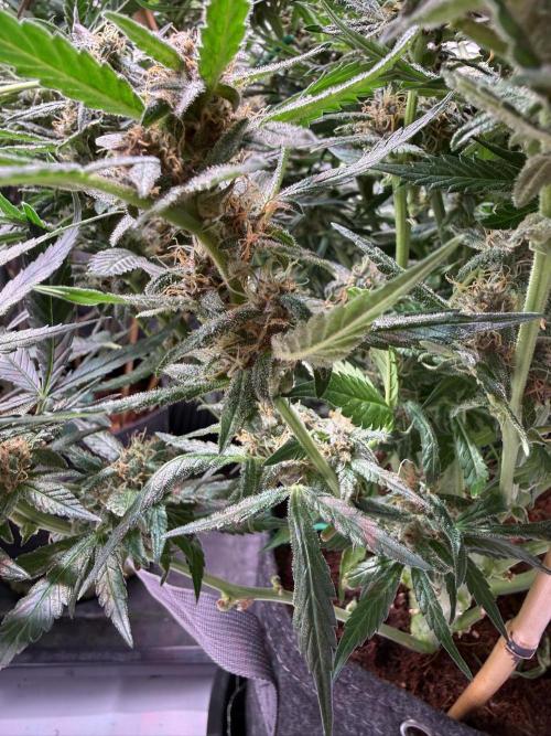 Lemon Cherry Cookies (Encore). Week 10 - Day 66