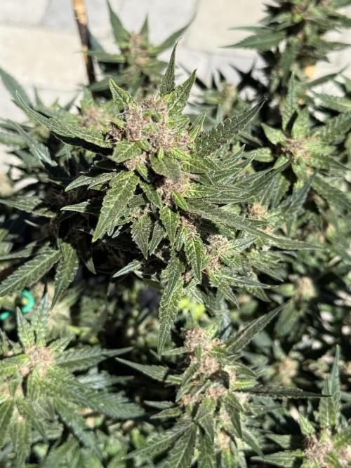 Lemon Cherry Cookies (Encore). Week 10 - Day 66