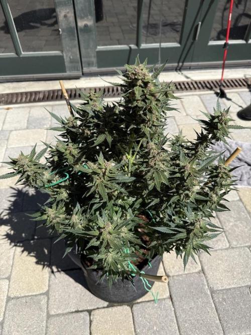 Lemon Cherry Cookies (Encore). Week 10 - Day 66