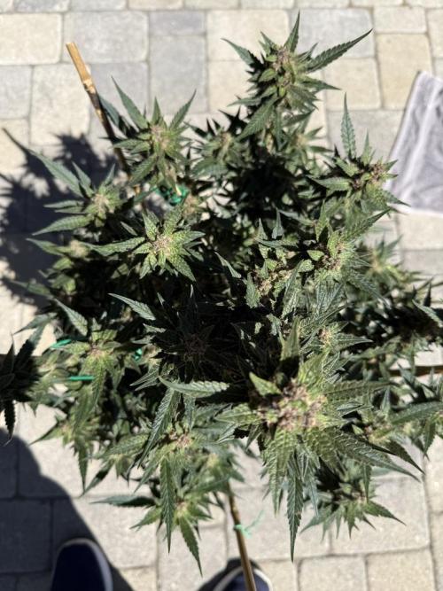 Lemon Cherry Cookies (Encore). Week 10 - Day 66