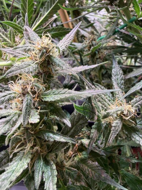 Lemon Cherry Cookies (Encore). Week 10 - Day 66