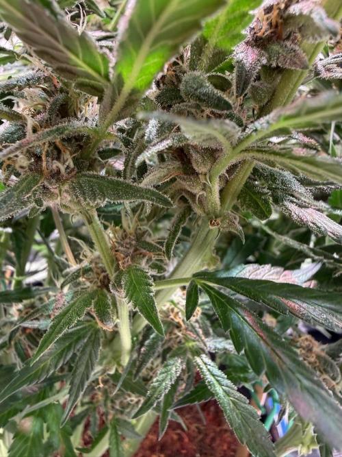 Lemon Cherry Cookies (Encore). Week 10 - Day 66