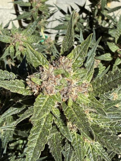 Lemon Cherry Cookies (Encore). Week 10 - Day 66