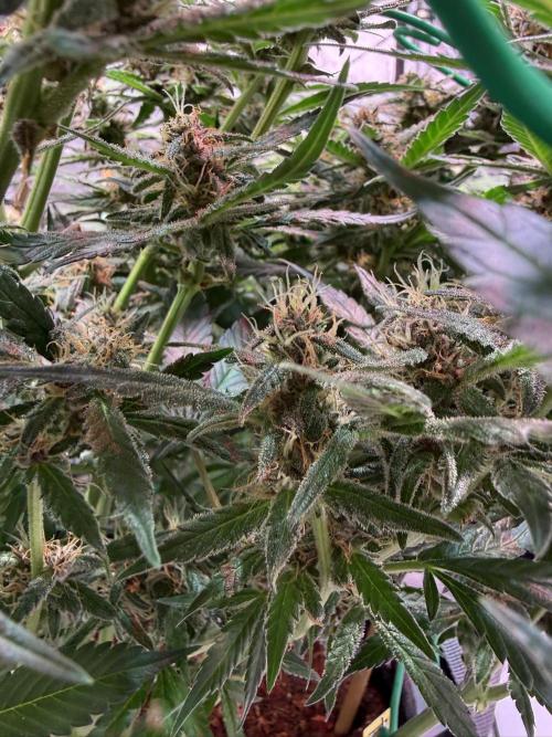Lemon Cherry Cookies (Encore). Week 10 - Day 66