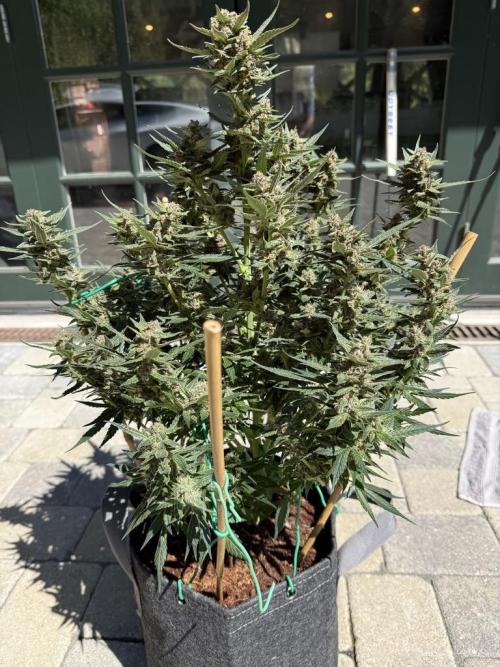 Lemon Cherry Cookies (Encore). Week 10 - Day 66
