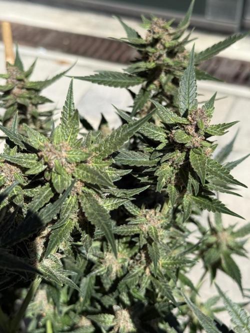 Lemon Cherry Cookies (Encore). Week 10 - Day 66