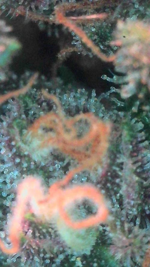 Lemon Cherry Cookies (Encore). Week 10 - Day 66-Trichomes