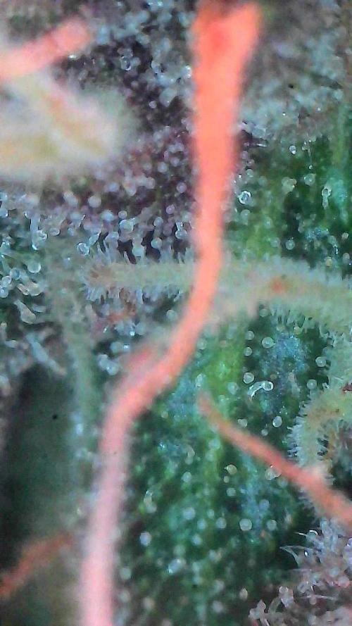 Lemon Cherry Cookies (Encore). Week 10 - Day 66-Trichomes