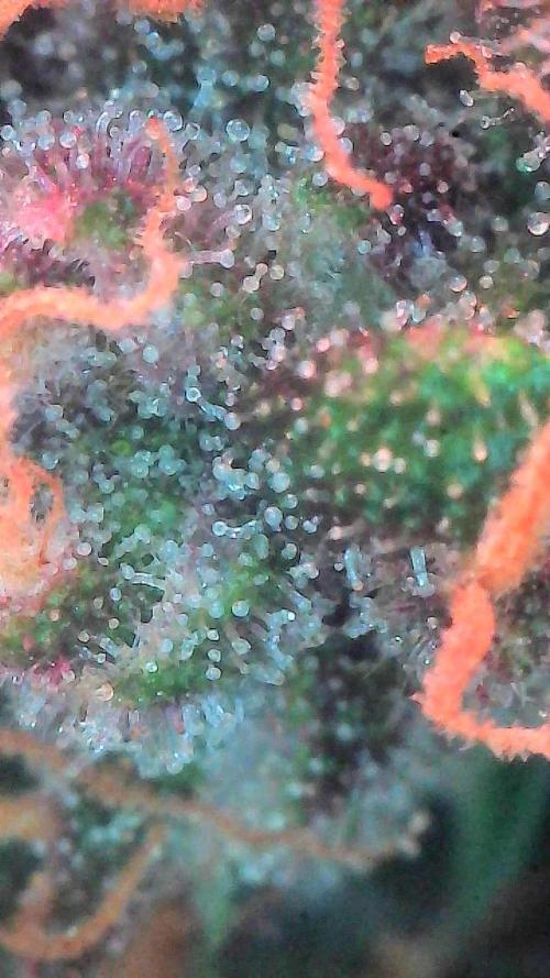 Lemon Cherry Cookies (Encore). Week 10 - Day 66-Trichomes
