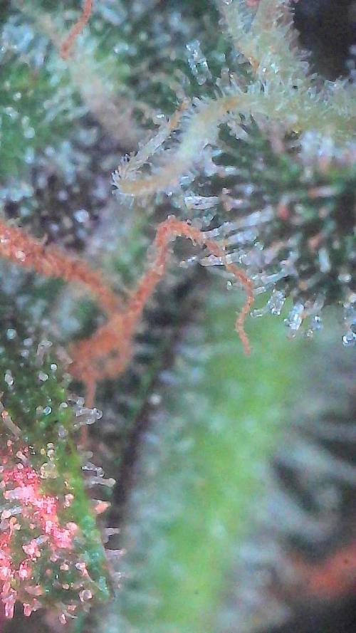 Lemon Cherry Cookies (Encore). Week 10 - Day 66-Trichomes
