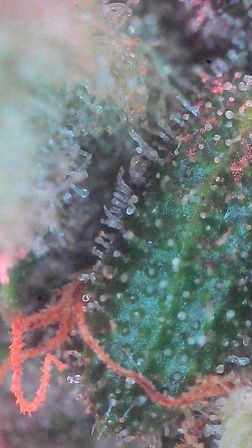 Lemon Cherry Cookies (Encore). Week 10 - Day 66-Trichomes