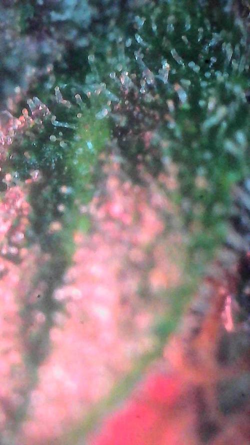 Lemon Cherry Cookies (Encore). Week 10 - Day 66-Trichomes