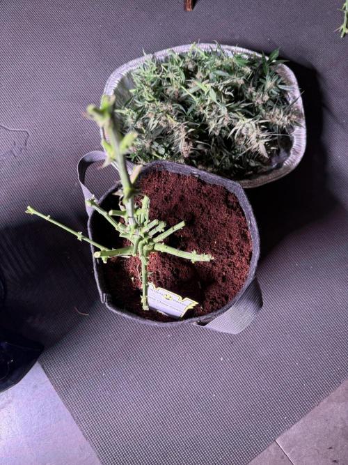 Lemon Cherry Cookies (Encore). Week 10 - Day 67