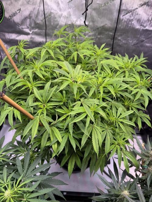 Blueberry Runtz-Clone. Week 8 - Day 50