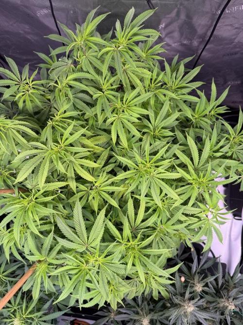 Blueberry Runtz-Clone. Week 8 - Day 50
