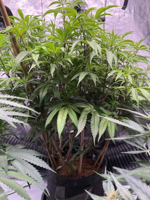 Blueberry Runtz-Clone. Week 8 - Day 50