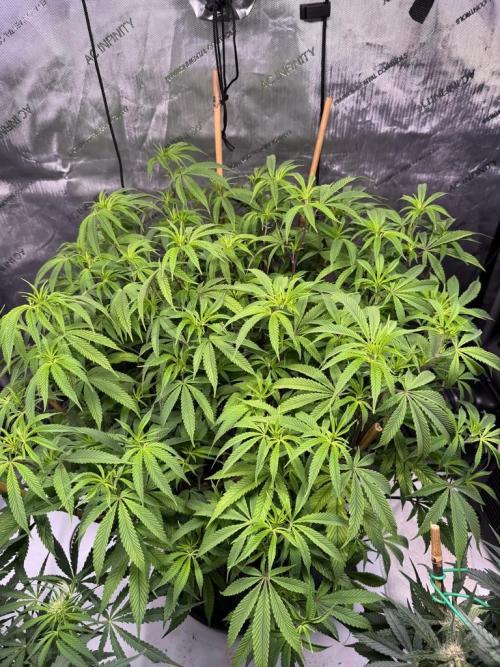 Blueberry Runtz-Clone. Week 8 - Day 51