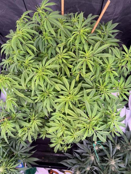 Blueberry Runtz-Clone. Week 8 - Day 51