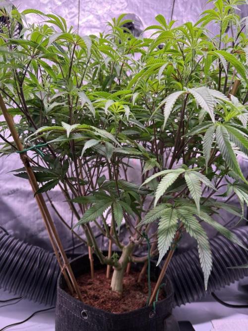 Blueberry Runtz-Clone. Week 8 - Day 51
