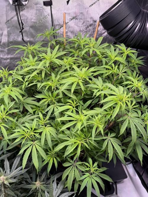 Blueberry Runtz-Clone. Week 8 - Day 52